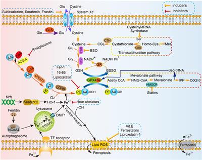 Ferroptosis Is a Potential Novel Diagnostic and Therapeutic Target for Patients With Cardiomyopathy